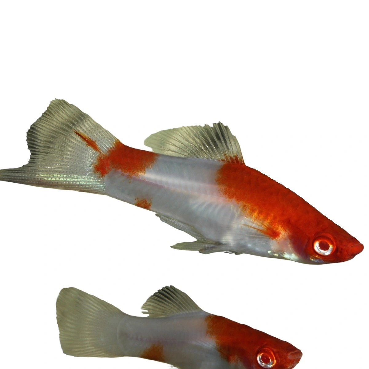 Sværddrager Rødøje Koi (Xiphophorus helleri)